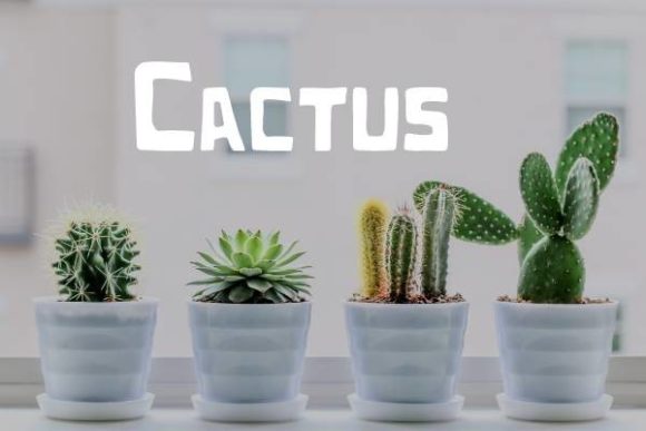 Cactus Font: A Squared Display Typeface for Modern Design